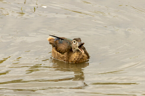 an immature wood duck with their beak wide in what looks to be a "yell"