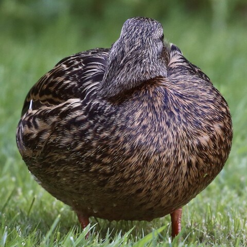 This is a photo of a female duck sitting on a lawn cleaning herself.
Her head is turned around so she can attend the feathers on her back.
Looks quite funny really. Round like a ball or a curling stone with a handle.
:Lovely shades of brown. Beautiful condition.
She belongs to the Mallard family