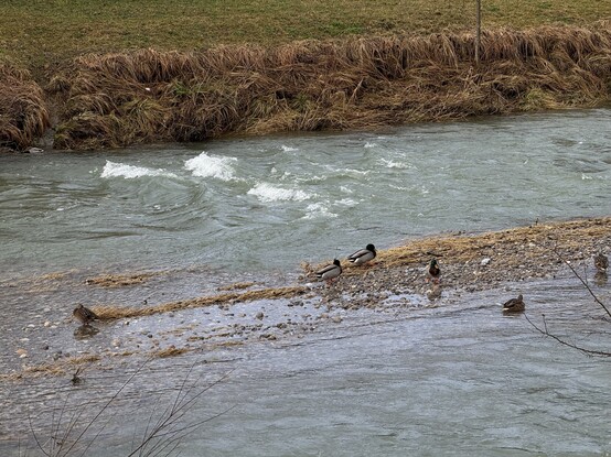 Ducks sitting on the gravel bank in the river with higher levels of water