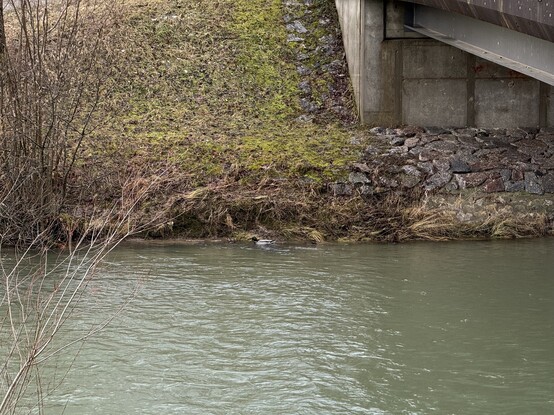 These two ducks seem to have a separate relationship