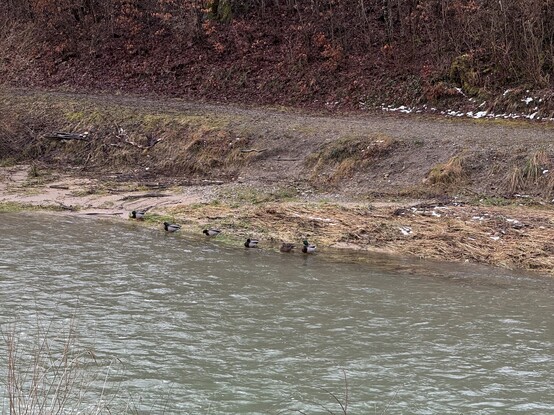 More ducks sitting on the side lines of the Toess river