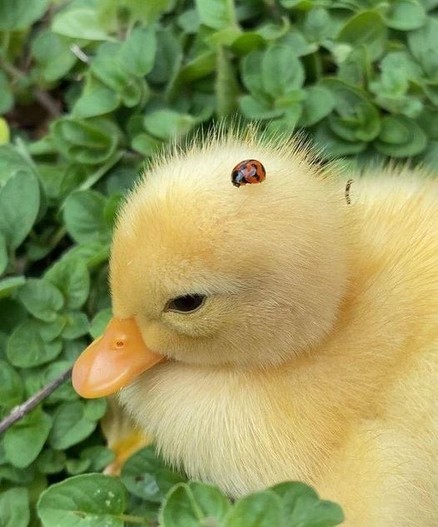 Ladybug on the head of a duckling