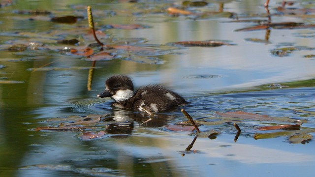 A photo of a baby common goldeneye swimming.