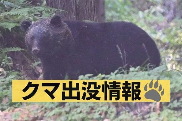 １４日、秋田市でクマ目撃相次ぐ 八橋運動公園や川尻の市道 - 秋田魁新報電子版