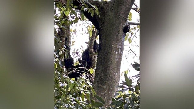 民家の柿の木にクマ、犬は家の中になかなか戻らず…爆竹を鳴らしたら降りてきたのは３頭 - 読売新聞オンライン