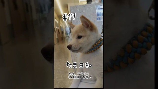 【クリーム豆柴】#17｜たま、2回目のワクチン接種へ🐶💉✨ #たま日和